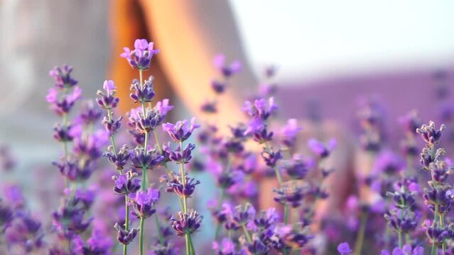 Lavender, field, walking - Two lady in violet dress, traverse purple blossoms, vast open space, daylight, nature beauty. Mother and daughter hand-in-hand move amidst purple flora, expansive rural area