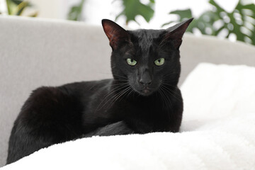 Adorable black cat with green eyes at home. Lovely pet