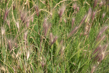 close up of grass