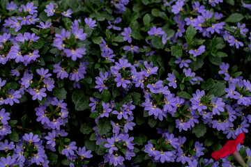 Purple mexican petunia beautiful blooming flower green leaf background.