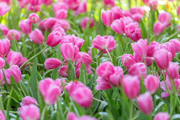 Obraz premium Pink tulips in sunlight, close up of tulip flowers in flower garden, tulips with water drop pastel pink flower flora wallpaper background.