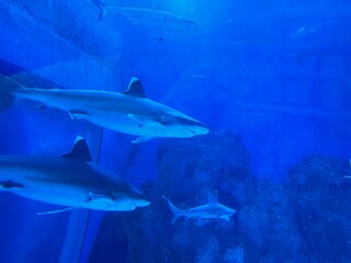 seaworld