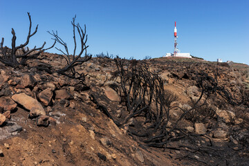 Burnt branches at the side of the road after fire in Tenerife. Canary Island, Spain	