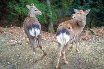 two deer in Japan Nara deer park