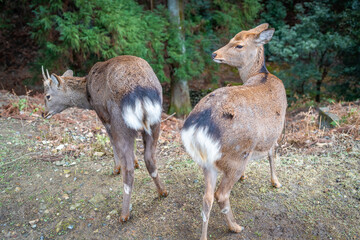 two deer in Japan Nara deer park