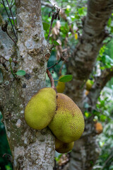Jackfruit is the national fruit of Bangladesh. During summer, jackfruits are caught on trees. It is known as a delicious fruit in South Asia.