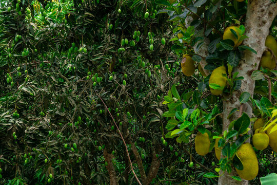 Jackfruit garden of Bangladesh. It is a summer fruit. It is known as a delicious fruit in South Asia.