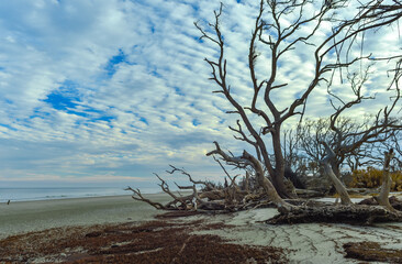 Fototapeta na wymiar Dry trees on the sandy shore of a wide beach against the backdrop of a cloudy sky, Driftwood Beach