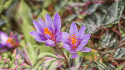 Fototapeta premium Beautiful violet flowers among the forest vegetation.