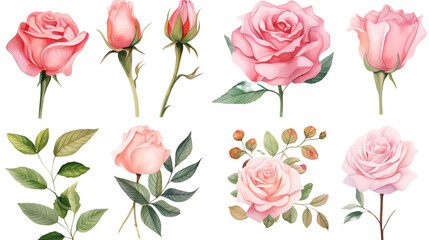 Watercolor elements pink roses on a white background