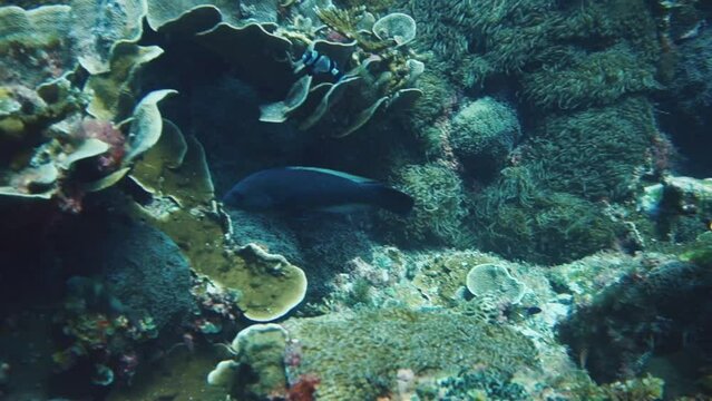 Blue groper swim over colorful coral underwater