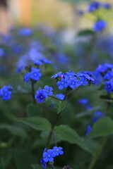 Blaue Vergissmeinnicht