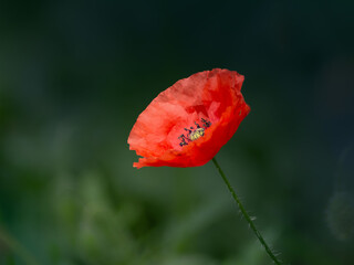 Opened red poppy flower on a dark green background