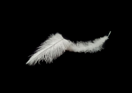 bird feather isolated on black background