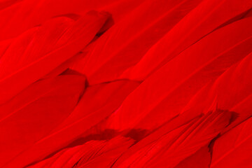 Bright vivid red feathers for design and pattern