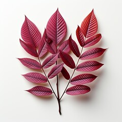 Pink maple leaf isolated on white Created with generative Ai	