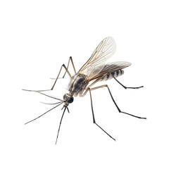 Aedes mosquitoes are vectors of malaria on PNG transparent background