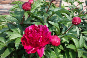 Four closed buds on one magenta colored flower of common peony in May
