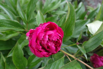 Half open magenta colored flower of common peony in May