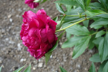 Lateral view of magenta colored flower of common peony in May