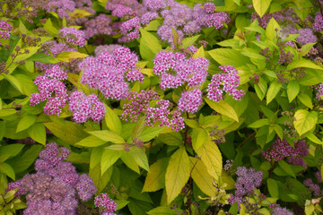 Yellow leaves and pink flowers of Spiraea japonica in mid June