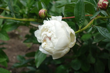 Two buds and white flower of common peony in mid May