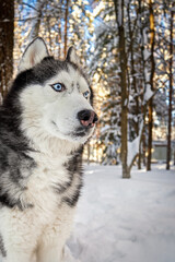 Siberian Husky dog in winer sunny forest, close-up portrait.