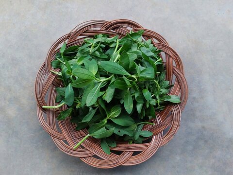 fresh herbs in a basket. kerma leaves on wooden plate on gray background. Kerma leaves or alternanthera Sessilis is a weed vegetable that increases stamina. herbaceous vegetables