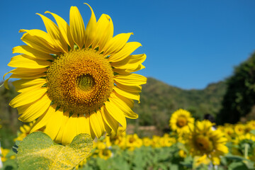 sunflowers in the field with a mountain in the background