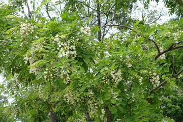 Profusion of white flowers of Robinia pseudoacacia in May
