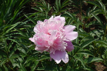 Fototapeta premium Fluffy light pink flower of common peony in June