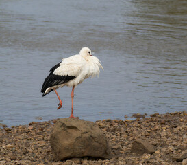 Cigüeña a pata coja.