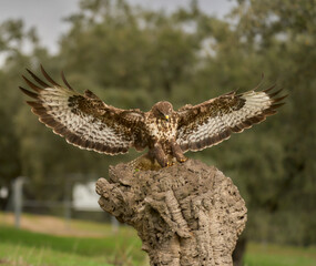 Busardo ratonero cazando.