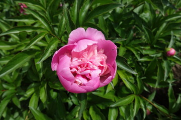 Half open pink flower of common peony in mid June