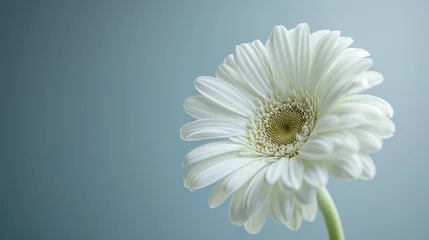 Poster Im Rahmen daisy flower on a green background © kitidach