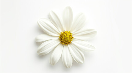 white daisy flower,isolated