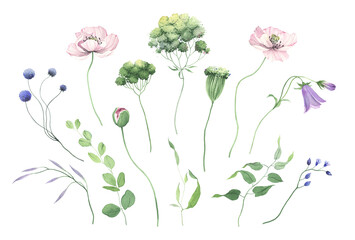 Floral delicate spring set with wild flowers, buds and green plants, watercolor isolated design elements, floral collection for invitation or greeting cards, wallpapers or nature illustration.