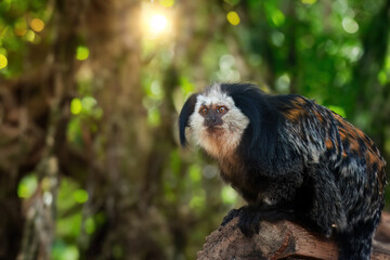 White-headed marmoset or Geoffroy's marmoset, Callithrix geoffroyi, New World monkey, endemic to Brazil, looks into the camera against the backdrop of the blurred tropical forest. 