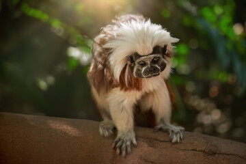 Cotton-top tamarin, Saguinus oedipus, Critically Endangered new world monkey with white crest on the back of the head in its natural humid tropical forest environment in northwest Colombia.