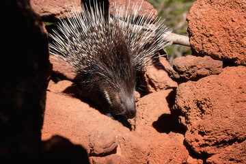 orth African wildlife theme:  African Crested Porcupine, Hystrix Cristata,  animal with entire body covered with spines. Porcupine in rocky environment of arid desert.    
