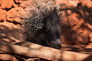orth African wildlife theme:  African Crested Porcupine, Hystrix Cristata,  animal with entire body covered with spines. Porcupine in rocky environment of arid desert.    