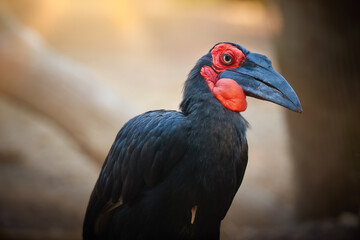 African bird theme: Portrait of a Southern Ground Hornbill, Bucorvus leadbeateri. Bird with Vivid red patches on the face and throat. Red and black colors, blurred background.