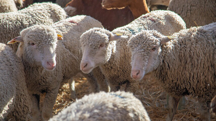 Moutons de Provence. - 705593899