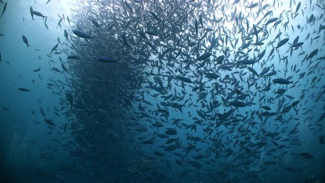 Huge school of fish swim and move in unison in response to predatory attacks in open blue water
