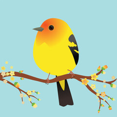 PrintA very cute Western tanager bird  in the shape of an egg. Soft bluebackground. The bird sits on a branch with orange blossoms. Adult male in breeding plumage.
