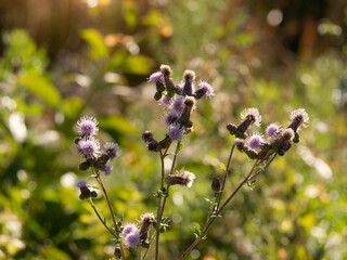 field thistle on a sunny day with buds