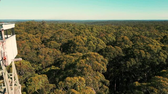 drone shot going backward revealing Diamond Tree fire lookout located at the top of a giant karri tree in Western Australia near Pemberton