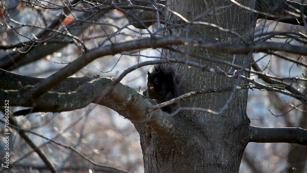 Poster black squirrel eating on a branch of a tree in the midst of fall