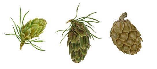 3 stages of larch cone development. Hand-drawn realistic botanical illustration on transparent background. Watercolor illustration of cones.