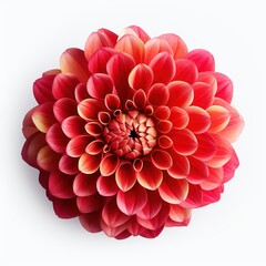 red flower isolated on transparent background cutout